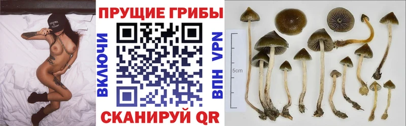 Галлюциногенные грибы Cubensis  Городовиковск 